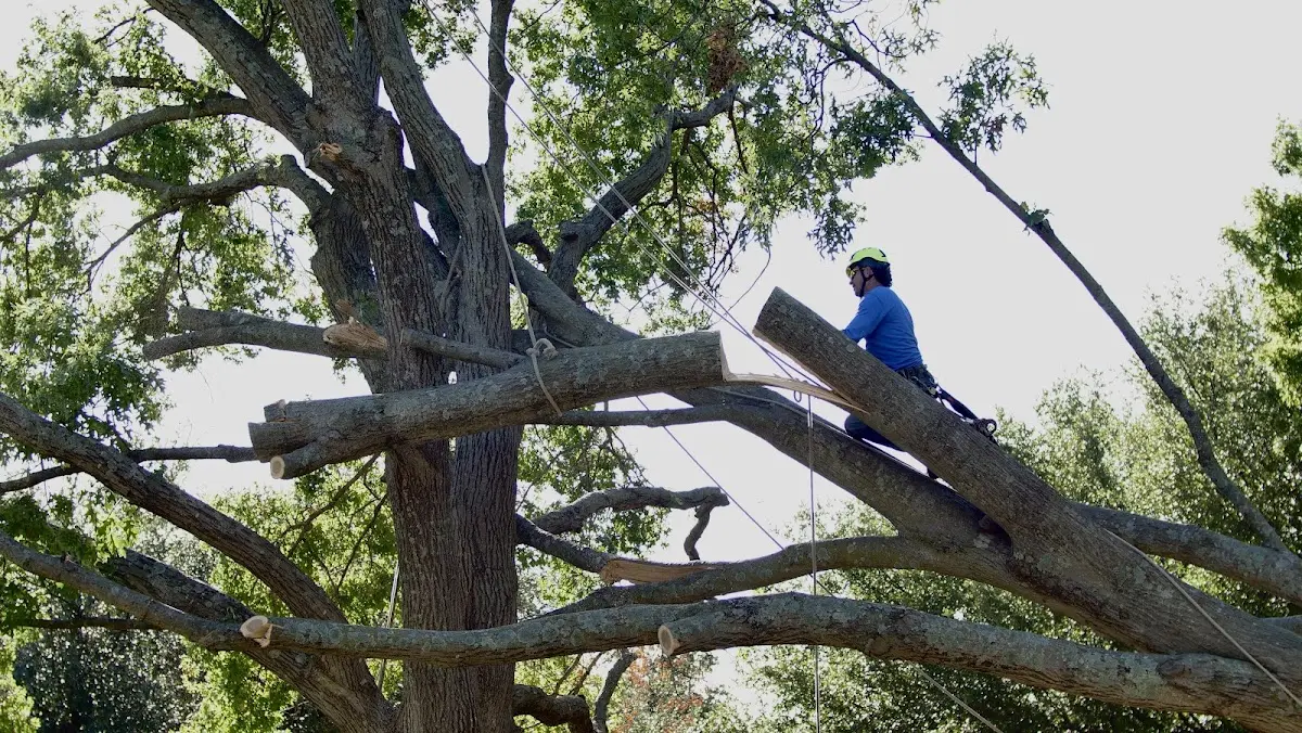 Professional Crown Thinning performed by certified arborists in Derma