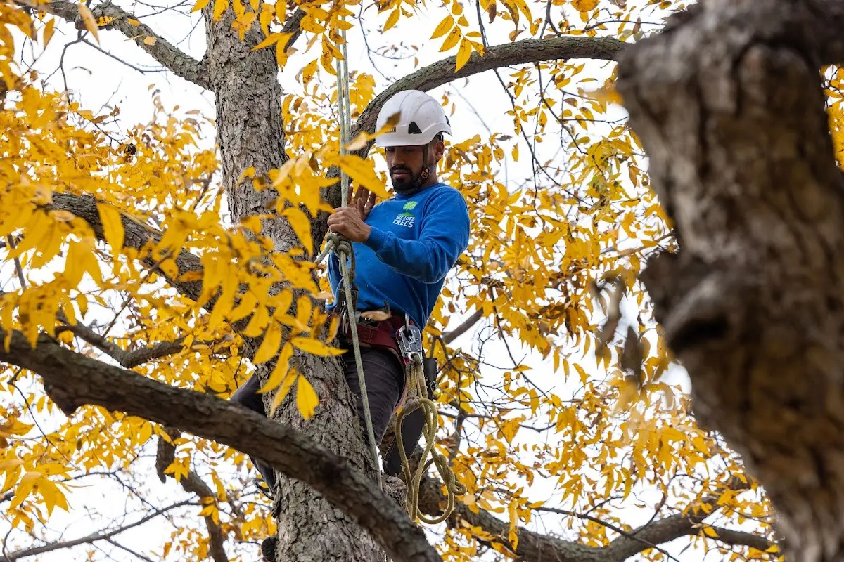 Skilled Emergency Tree Service crew working in Derma